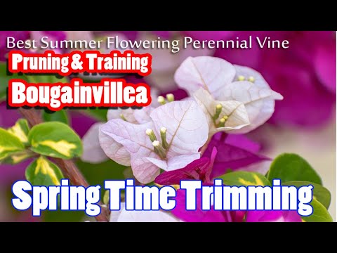 Spring - Bourgenvilla (Lirik Video) HD