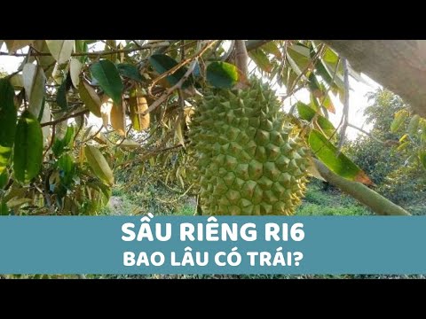 Video Trồng Sầu Riêng Ri6 Bao Lâu Thì Có Trái? _ Siêu Thị... - youtube