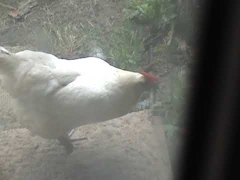 HEN crowing 1