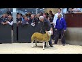 M A Evans RHAEDR 125,000gns To Auldhouseburn