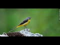 The grey wagtail (Motacilla cinerea)