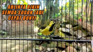 Cuit Cuit Crecet Crecet❗Dijamin Ampuh Bikin Semua Sogon Jadi Bunyi Gacor