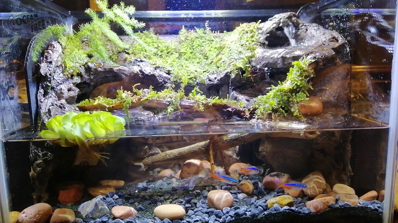 First Paludarium