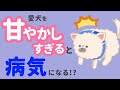 【衝撃】愛犬に甘すぎたり留守番が短いと病気が多い!?