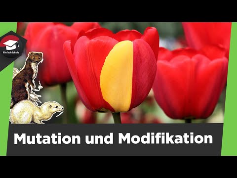 Video: Was ist der Unterschied zwischen Anpassungen und Modifikationen?