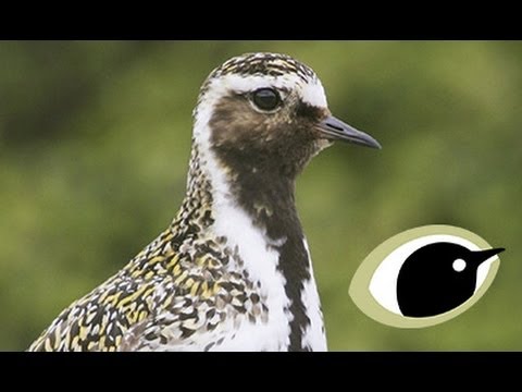 BTO Bird ID - Grey & Golden Plovers