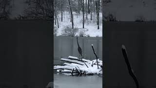 FUNNY reactions of bird in snow #shorts