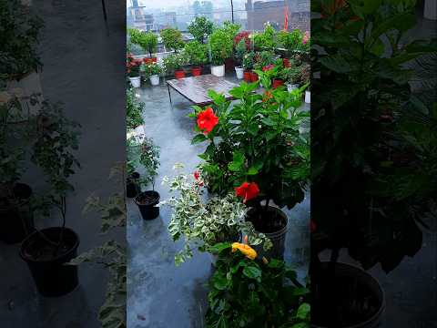 Vídeo: Plantes amb flors de jardí de pluja: com omplir un jardí de pluja de flors