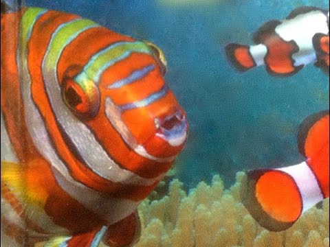 Самые красивые рыбы в мире. Animals & fish.