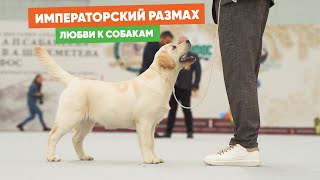 Императорский размах любви к собакам. «Хвост Ньюс» на легендарной выставке «Сабанеевка»