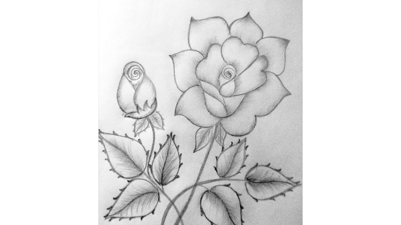 Beutiful Rose Drawing How To Make Rose Pencil Drawing YouTube beutiful-rose-drawing-how-to-make-rose-pencil-drawing-youtube
