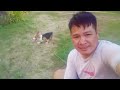 Gustong gumala dog corgi arman plaza vlog