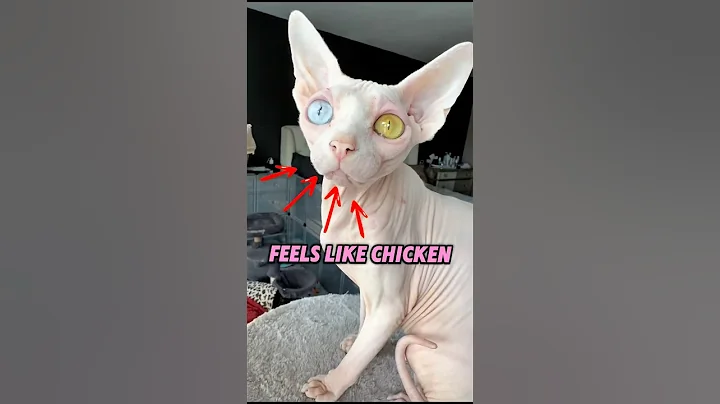 Watch the video about This Cat Feels Like Chicken! #SphynxCat #WeirdPets #FunnyCats