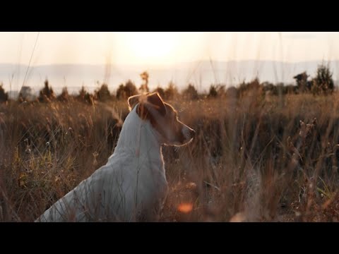 nutraquin+ Made for life - video from nutravet