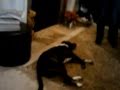 Dog plays dead on command bang bang trick