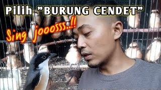 Cara memilih BURUNG CENDET bahan/ombyokan