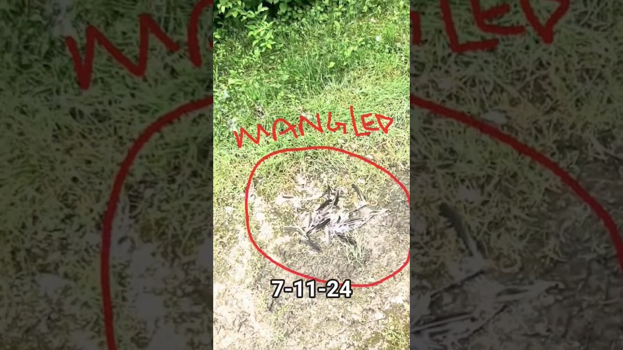 something got mangle in the woods #shorts #outdoors #animals something got mangle in the woods #shorts #outdoors #animals