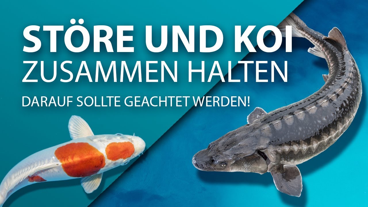 Koi schinznach