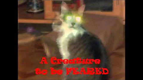 Tony, The Cat from HELL!
