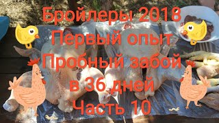 Бройлеры 2018. Первый опыт / Часть 10: Пробный забой в 36 дней