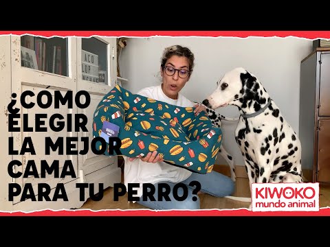 Video: ¿Cuál es la mejor ropa de cama para una camada de cachorros?