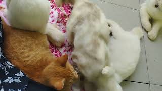 para kucing senang ngumpul dan manja sama emaknya by keluarga kucing bahagia 8 views 47 minutes ago 4 minutes, 9 seconds