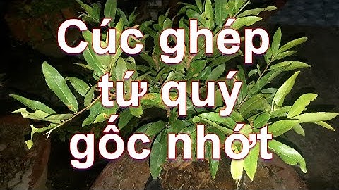 Cúc thọ hương ghép gốc tứ quý * gốc nhớt * cây phát triển sao ??? cây ok ạ!!!
