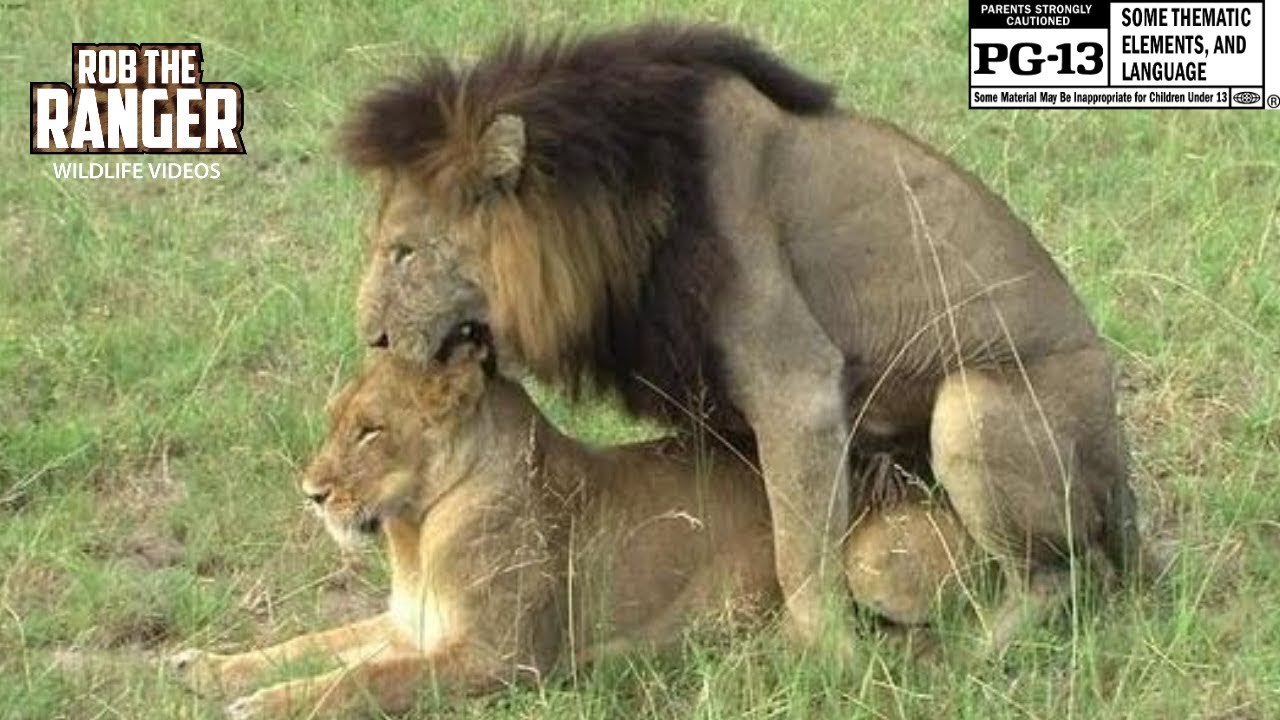 Sex In The Wild Lions Foreplay And Mating In High