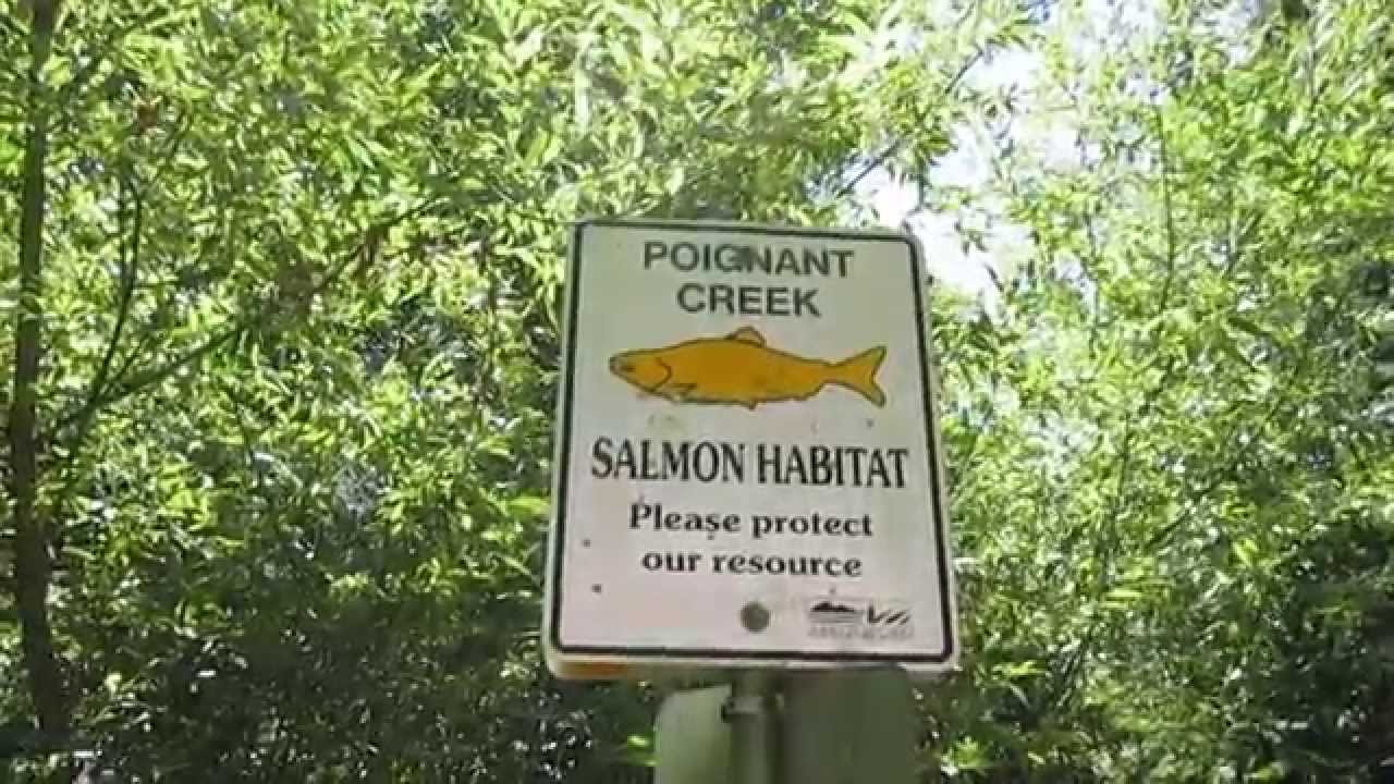 Abbotsford Salmon Habitat Sign YouTube