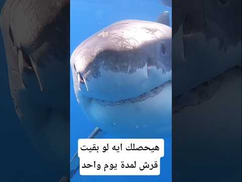 هيحصلك إيه لو بقيت سمكة قرش يوم واحد معلومات اكسبلور    معلومات غريبة