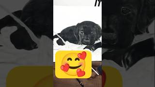 Draw Amazing Labrador Puppies with Charcoal #artshorts #viral #trending