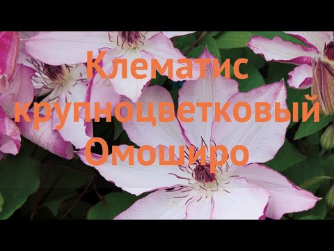 Видео: Clematis Omoshiro: отглеждане у дома