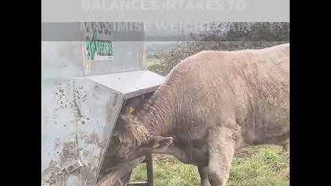 Supplement feeding Livestock