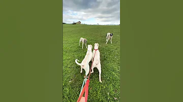 Sheep Guarding Dogs Wanted To Attack My Two Dogo Argentino 