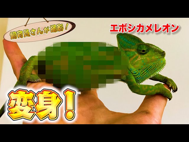 エボシカメレオンを暗闇に入れておいたらスゴい変化が！？（Veiled