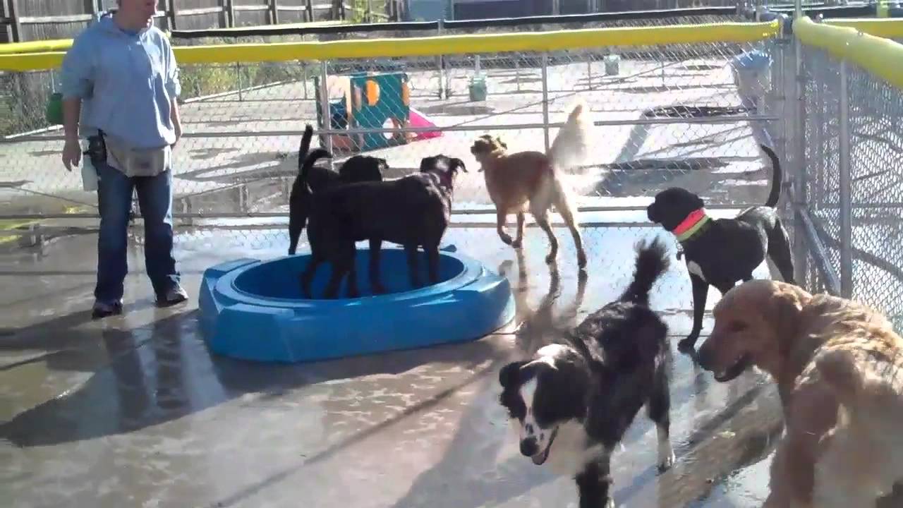 Friday Fun Sept 30, 2011 Central Bark Doggy Day Care Friday Fun Sept 30, 2011 Central Bark Doggy Day Care