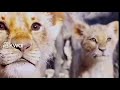 اغنيه سيمبا اخذ نظره حسد كامله 