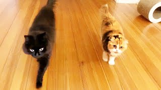 Cats chase and race when their owner came back home  super cute talking cat