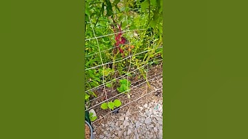 Cattle Panel trellis knock-off. Gardening doesn