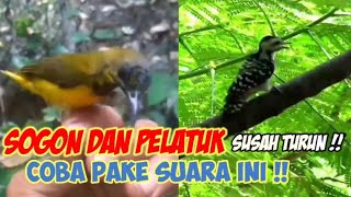 Request SUBSCRIBER||Suara Pikat Sogon Terancam Dan Pelatuk Ribut