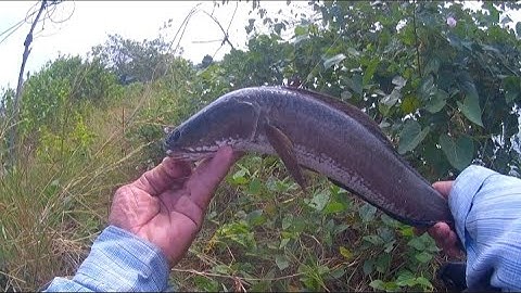 Một Ngày Câu Cá Lóc Dạo Tân Tập Cần Giuộc Long An