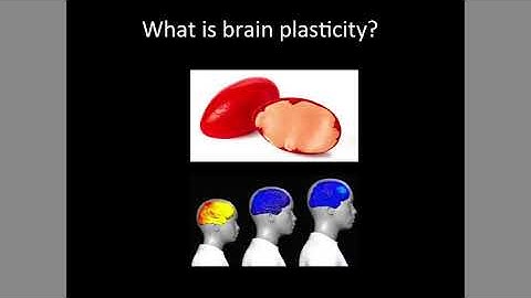 Aging, Exercise and Brain Plasticity | Basic Science World Congress Keynote Session