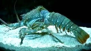 lobster removing his shell amazing video
