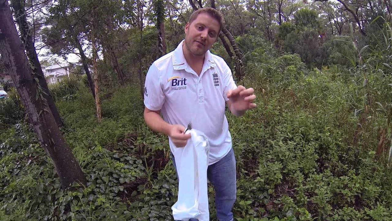 Baby Red-Bellied Black Snake