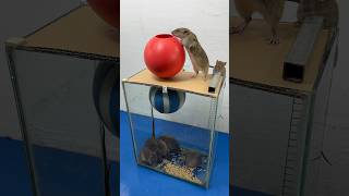 Best Homemade Mouse Trap Ideas Using Plastic Balls #Mousetrap #Rattrap #Rat #Shorts