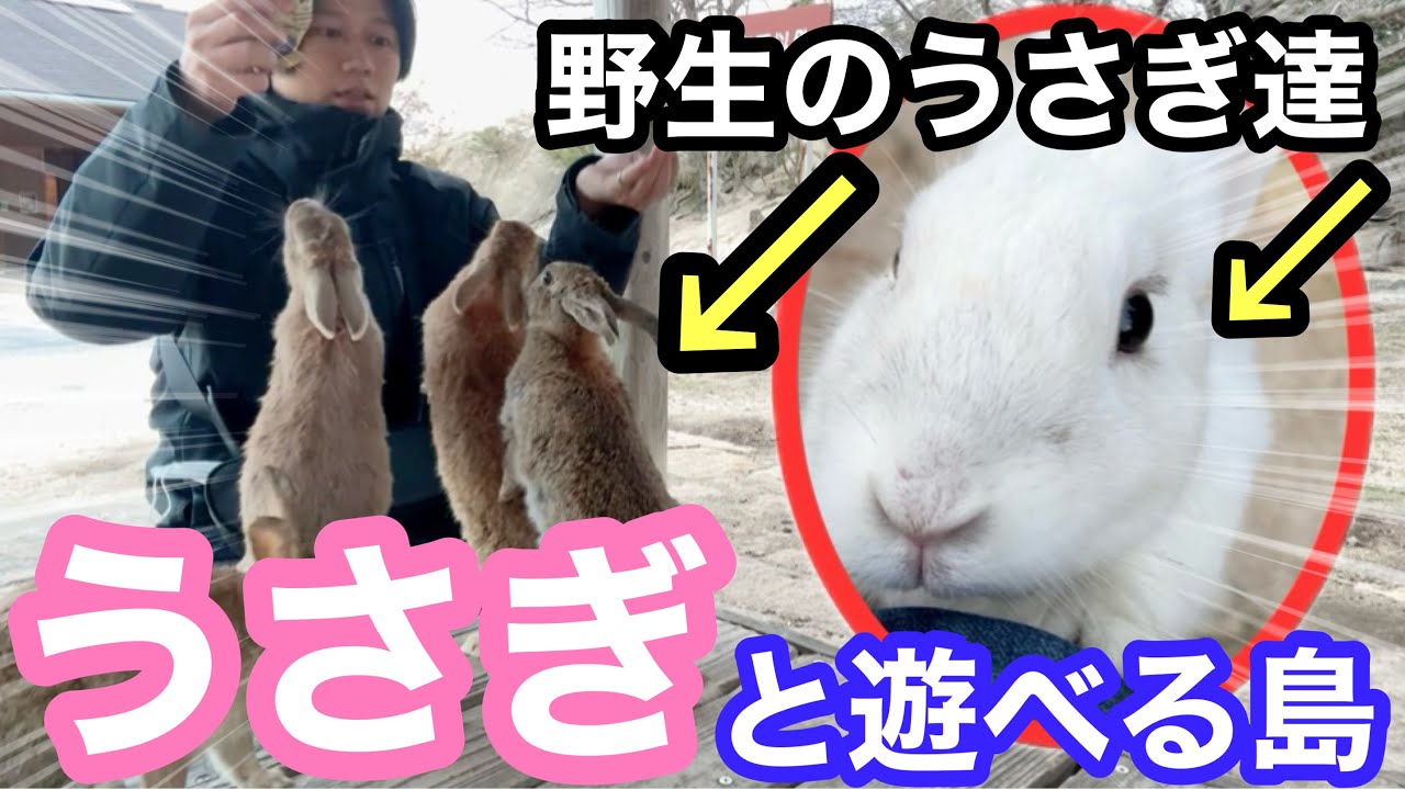 広島 観光】700羽の野生ウサギが住む島、大久野島に行ってきた🐰 - YouTube