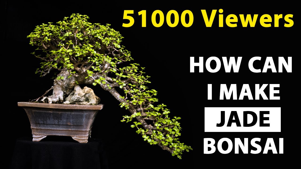 How to make jade plant Bonsai step wise -1,2,3 , jade bonsai , how to