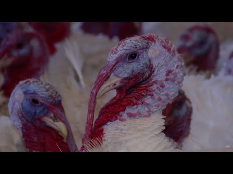 Video: Kiek kainuoja persikiniai paukščiai?