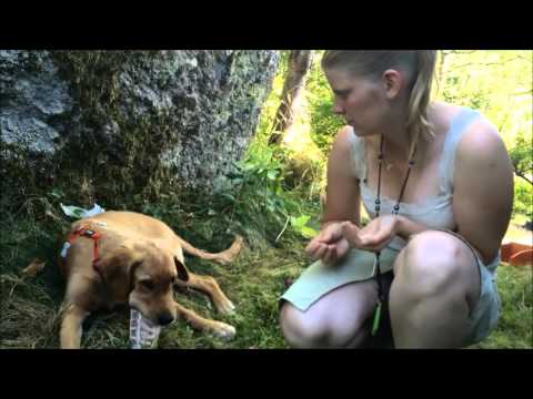 Video: Hur Man Lär En Hund Kommandot 