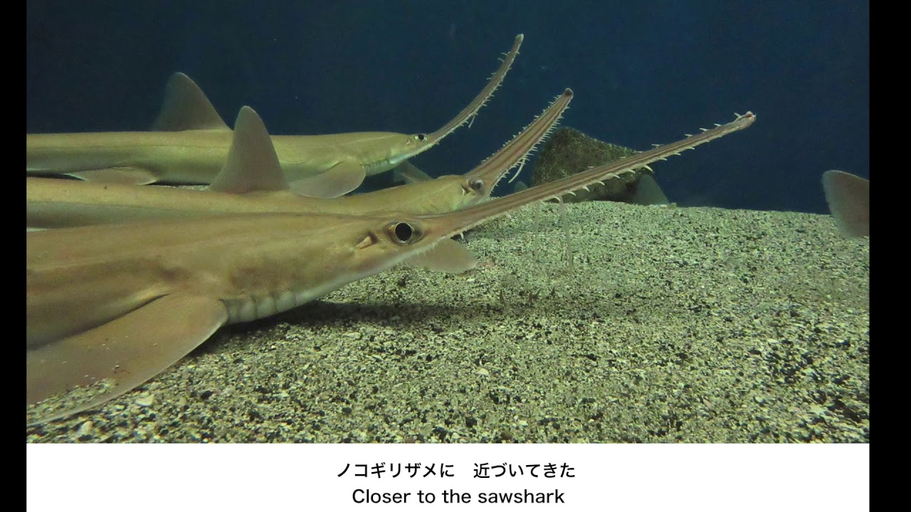 16 ノコギリザメ Sawsharks Youtube